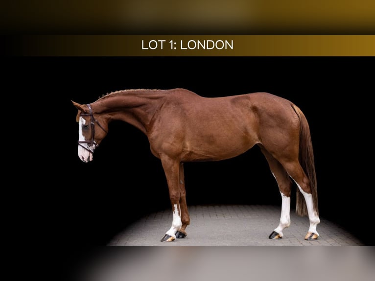 Holstein Mare 7 years 16.2 hh Chestnut-Red in Zülpich