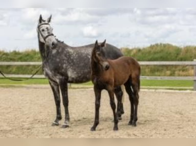 Holstein Mare 7 years 16,2 hh Gray in Nettelsee