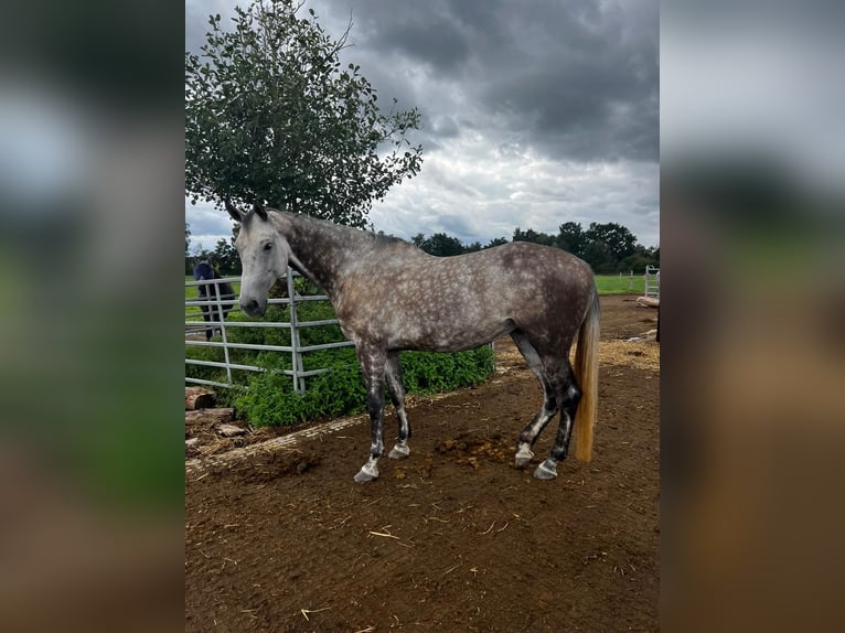 Holstein Mare 7 years 16,2 hh Gray in Weichs