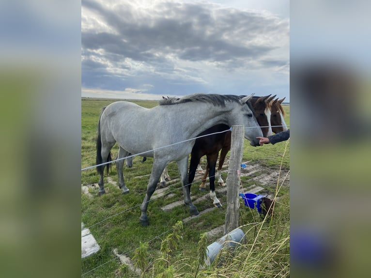 Holstein Mare 7 years 16.2 hh Grey in Neukirchen