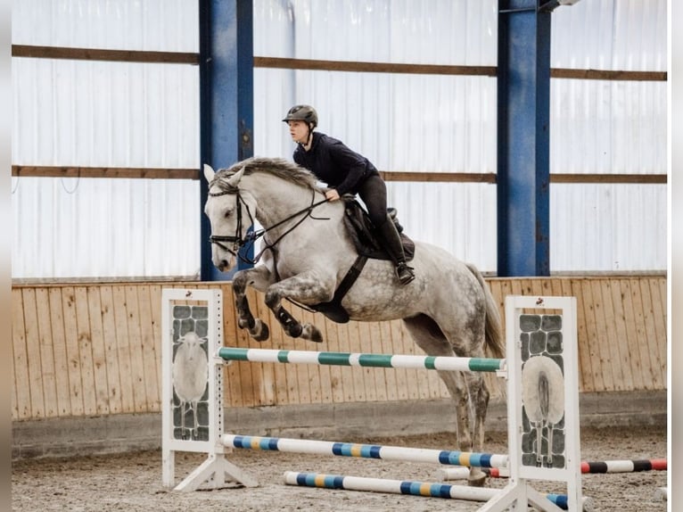 Holstein Mare 7 years 16.2 hh Grey in Neukirchen