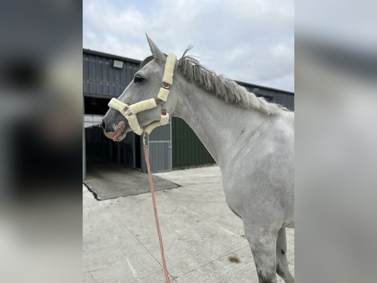 Holstein Mare 7 years 16.2 hh Grey in Neukirchen