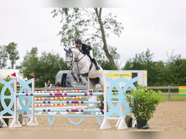 Holstein Mare 7 years 16.2 hh Grey in Neukirchen