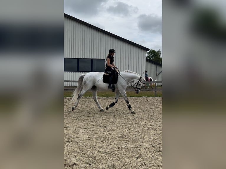 Holstein Mare 7 years 16.2 hh Grey in Neukirchen