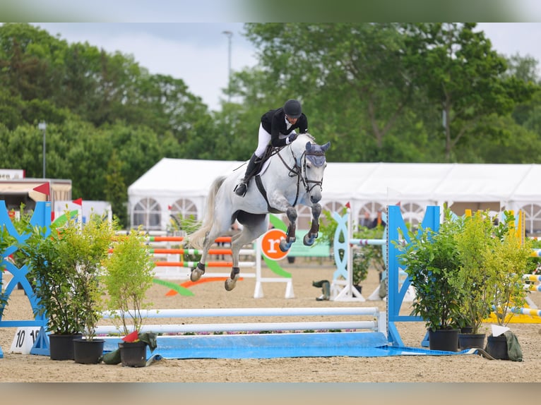 Holstein Mare 7 years 16.2 hh Grey in Neukirchen
