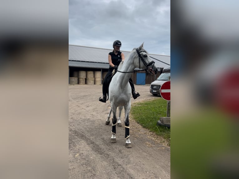 Holstein Mare 7 years 16.2 hh Grey in Neukirchen