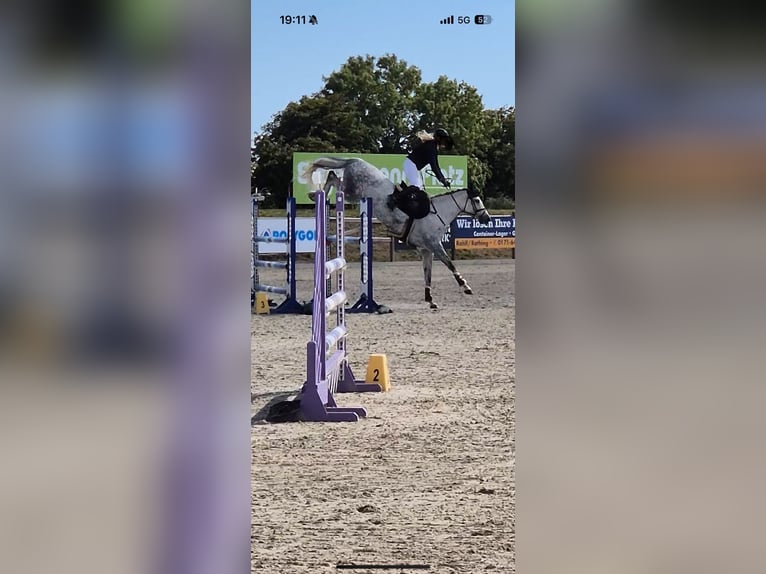 Holstein Mare 7 years 16 hh Bay-Dark in Stoltenberg