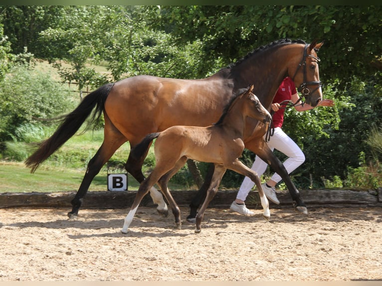 Holstein Mare 7 years 16 hh Bay-Dark in Stoltenberg