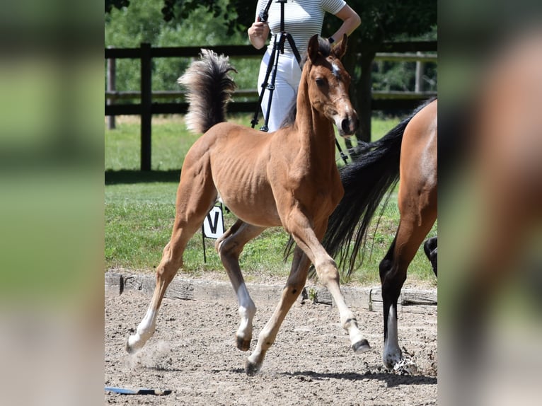 Holstein Mare 7 years 16 hh Bay-Dark in Stoltenberg