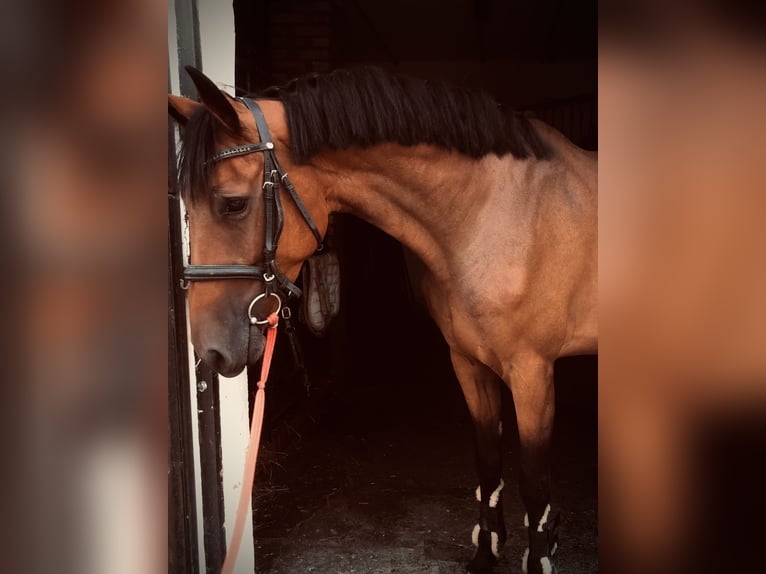 Holstein Mare 7 years 16 hh Brown in Promnice