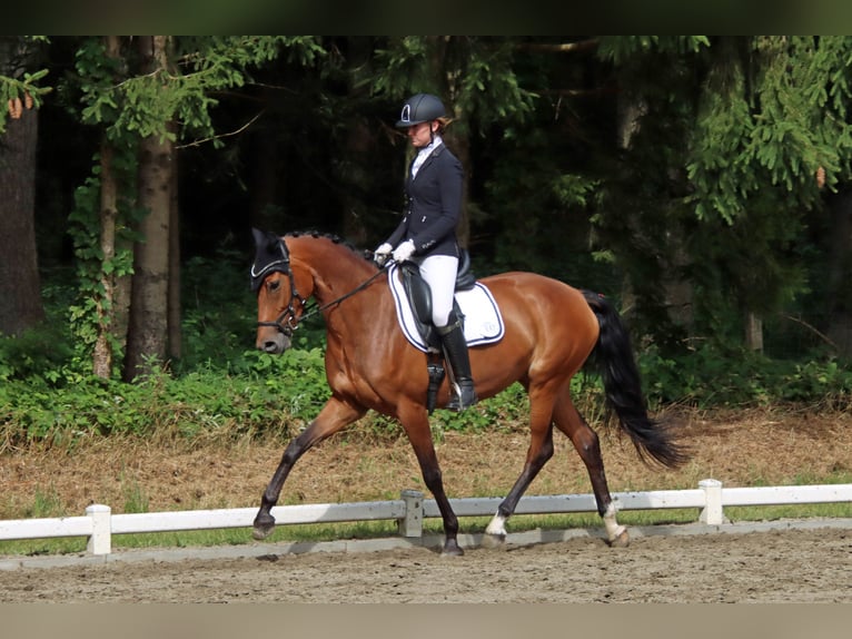 Holstein Mare 7 years 16 hh Brown in Norderstedt