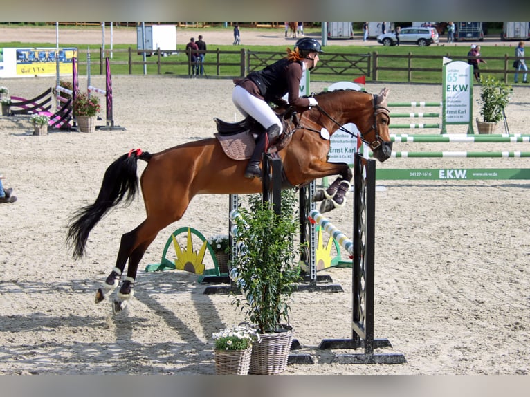 Holstein Mare 7 years 16 hh Brown in Norderstedt