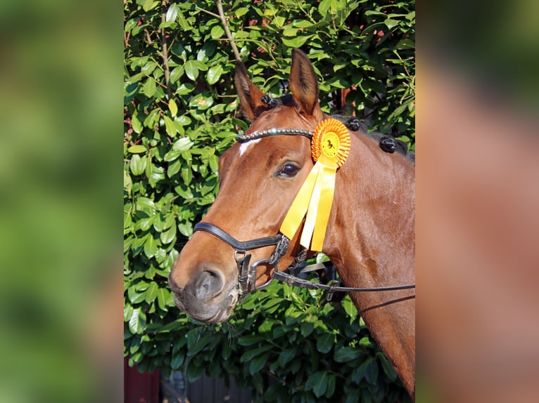 Holstein Mare 7 years 16 hh Brown in Norderstedt