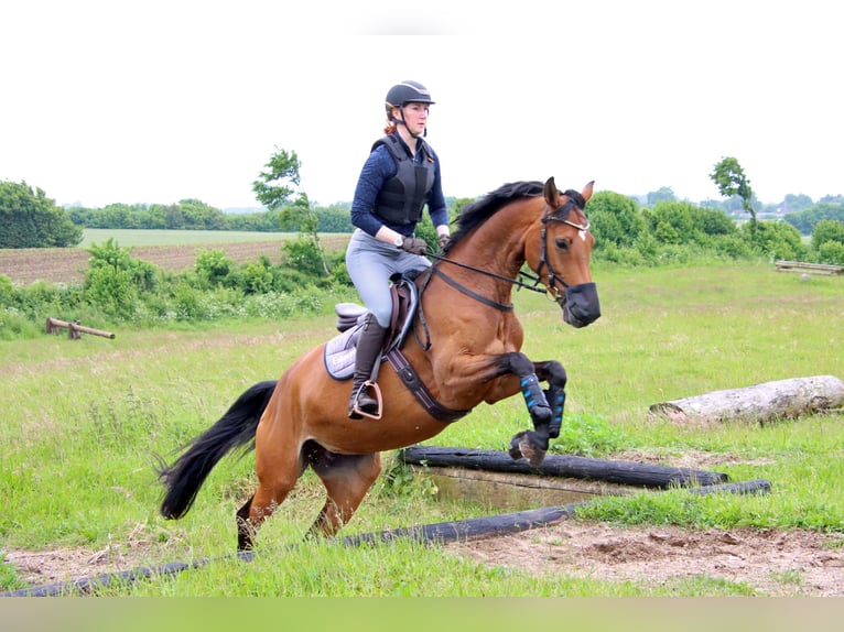 Holstein Mare 7 years 16 hh Brown in Norderstedt