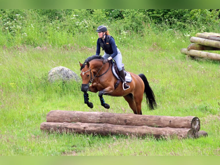 Holstein Mare 7 years 16 hh Brown in Norderstedt