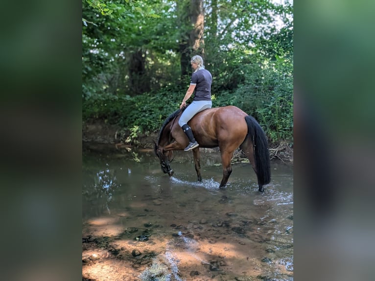 Holstein Mare 7 years 16 hh Brown in Lörrach
