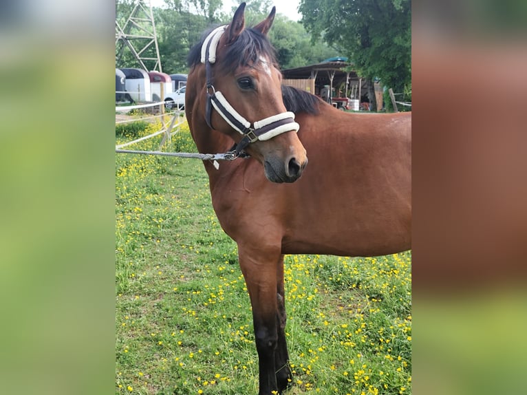 Holstein Mare 7 years 16 hh Brown in Lörrach
