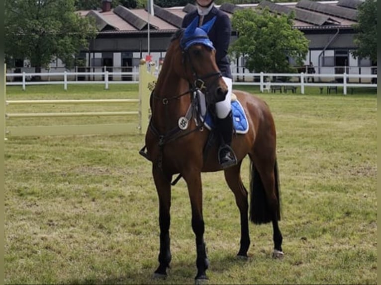 Holstein Mare 7 years 16 hh Brown in Lörrach