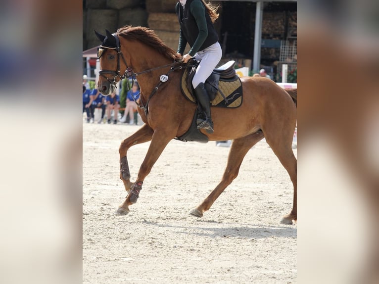 Holstein Mare 7 years 16 hh Chestnut-Red in Sonneberg