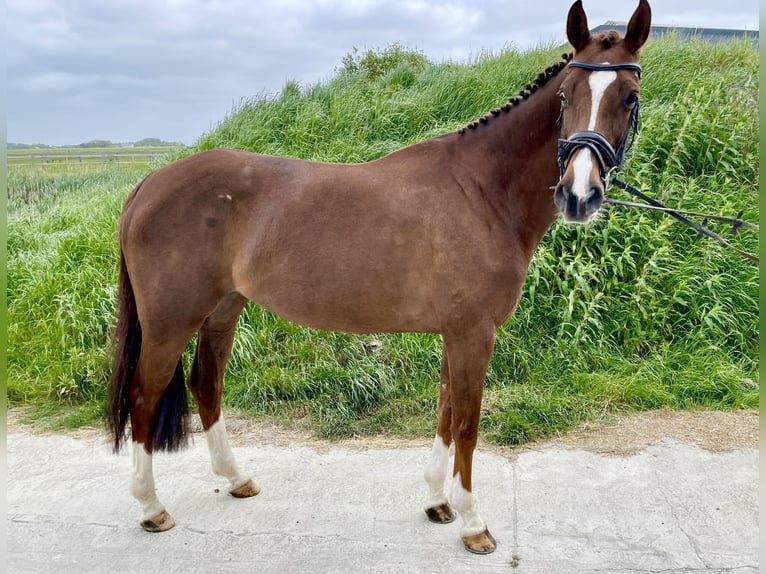 Holstein Mare 7 years 16 hh Chestnut in Neukirchen