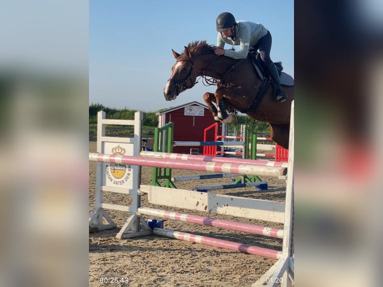Holstein Mare 7 years 16 hh Chestnut in Neukirchen