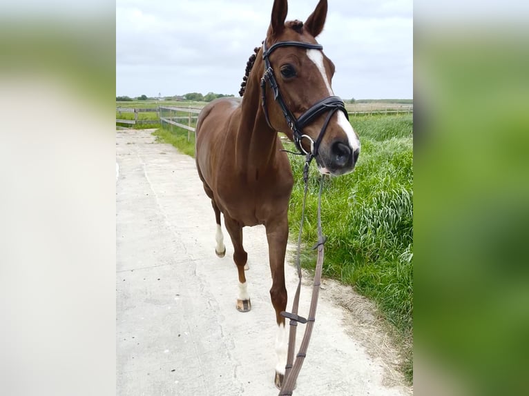 Holstein Mare 7 years 16 hh Chestnut in Neukirchen