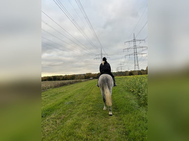 Holstein Mare 7 years 16 hh Gray-Dapple in Heilbronn