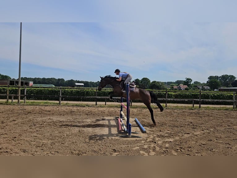 Holstein Mare 7 years 16,1 hh Bay-Dark in Willich