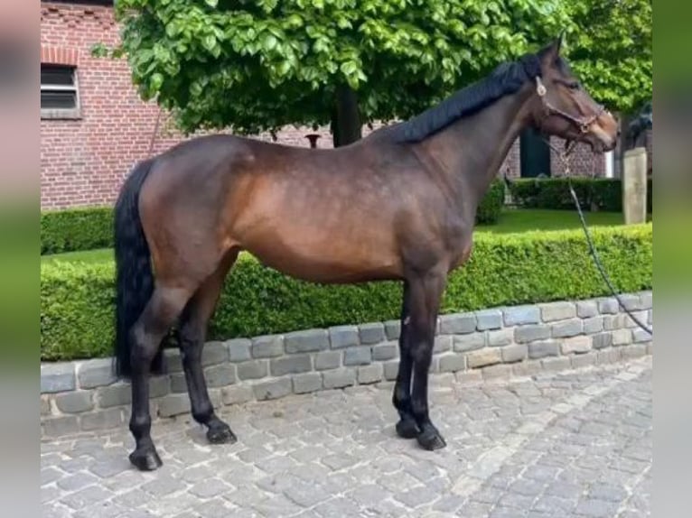 Holstein Mare 7 years 16,1 hh Bay-Dark in Willich