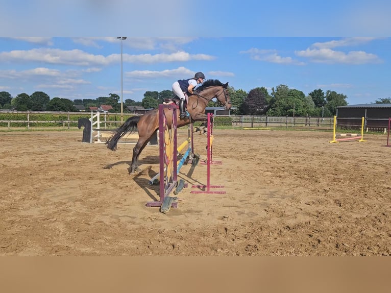 Holstein Mare 7 years 16,1 hh Bay-Dark in Willich