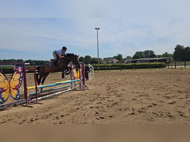 Holstein Mare 7 years 16,1 hh Bay-Dark in Willich
