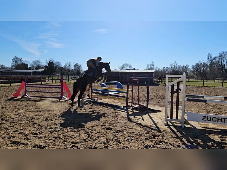 Holstein Mare 7 years 16,1 hh Bay-Dark in Willich