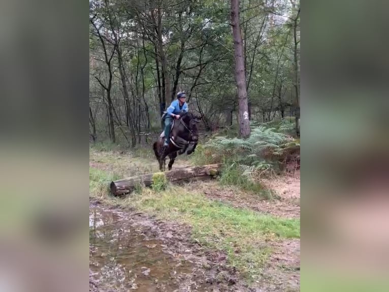 Holstein Mare 7 years 16,1 hh Bay-Dark in Willich