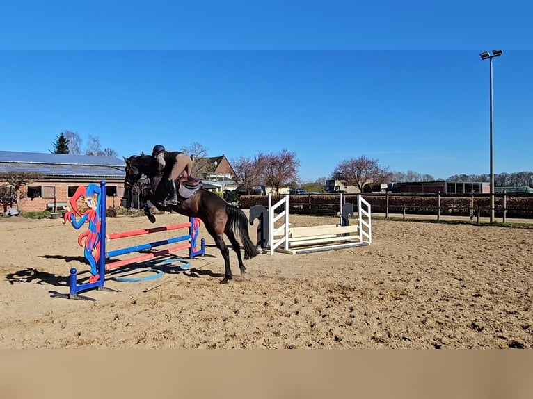 Holstein Mare 7 years 16,1 hh Bay-Dark in Willich