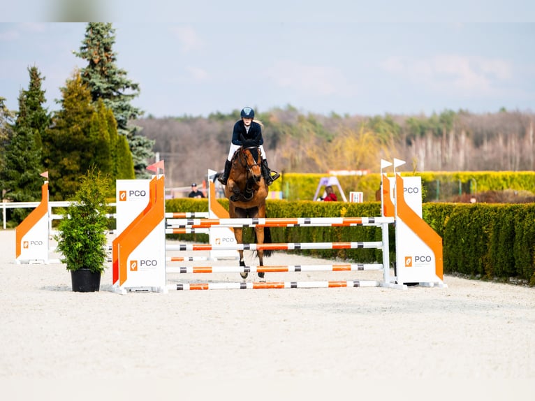 Holstein Mare 7 years 16,1 hh Bay in Piaski