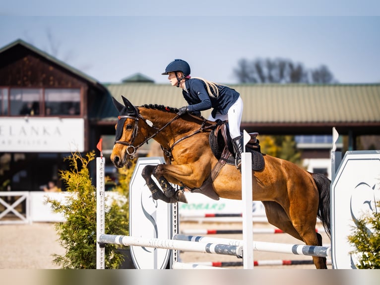 Holstein Mare 7 years 16,1 hh Bay in Piaski