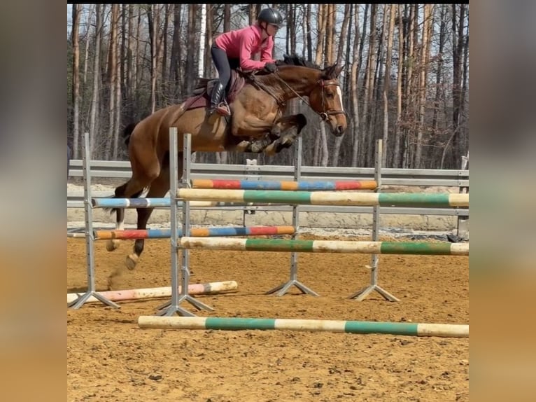 Holstein Mare 7 years 16,1 hh Bay in Piaski