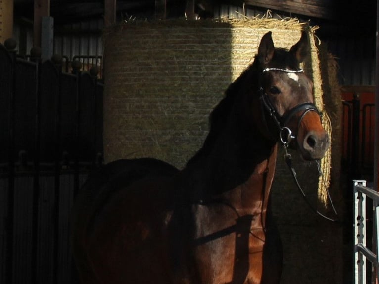 Holstein Mare 7 years 16,1 hh Brown in Kaiser-Wilhelm-Koog