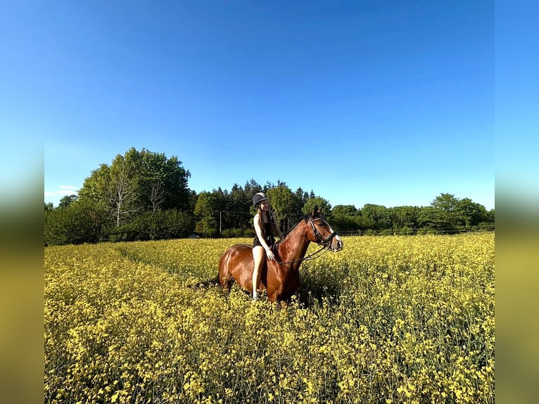 Holstein Mare 7 years 16,1 hh Brown in Schlesen