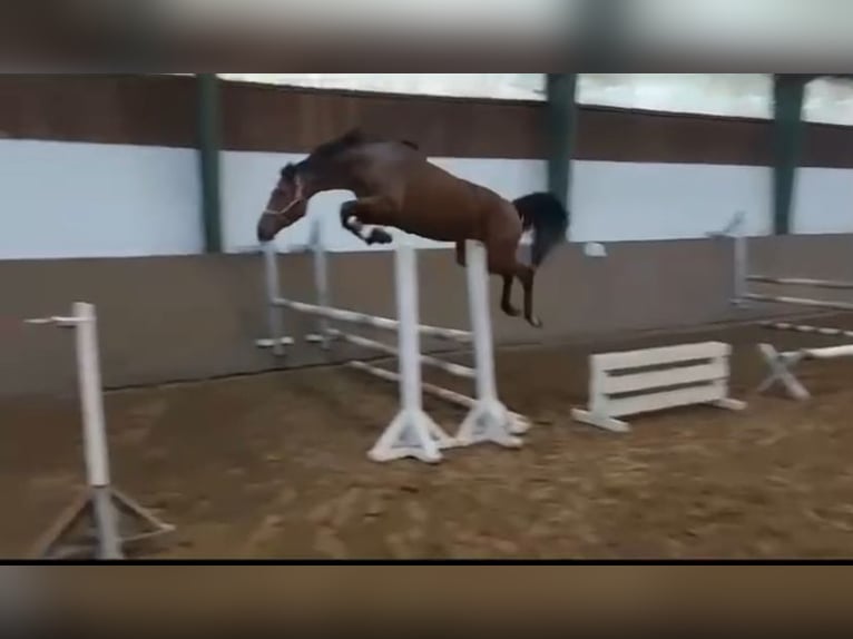 Holstein Mare 7 years 16,1 hh Brown in Irschenberg