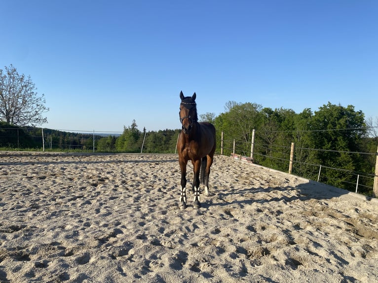 Holstein Mare 7 years 16,1 hh Brown in Irschenberg