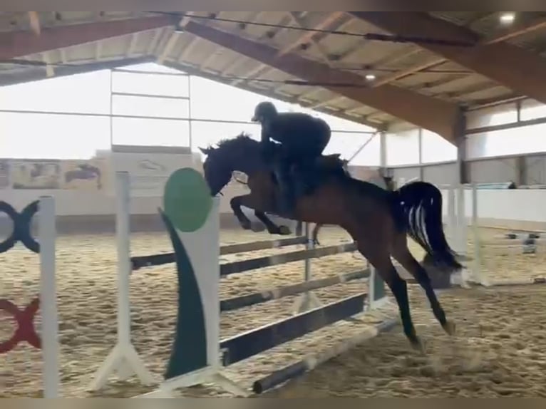 Holstein Mare 7 years 16,1 hh Brown in Lindlar