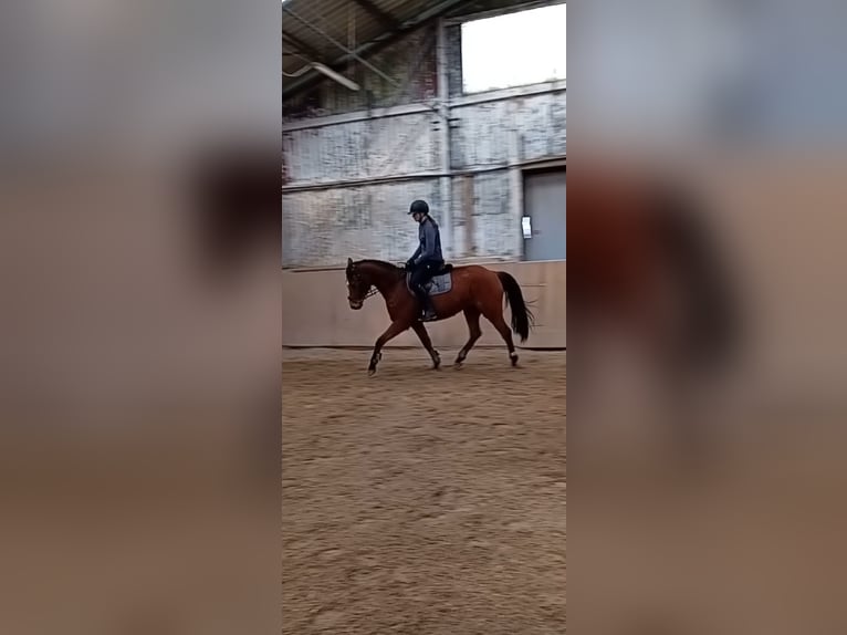 Holstein Mare 7 years 16,1 hh Brown in Jevenstedt