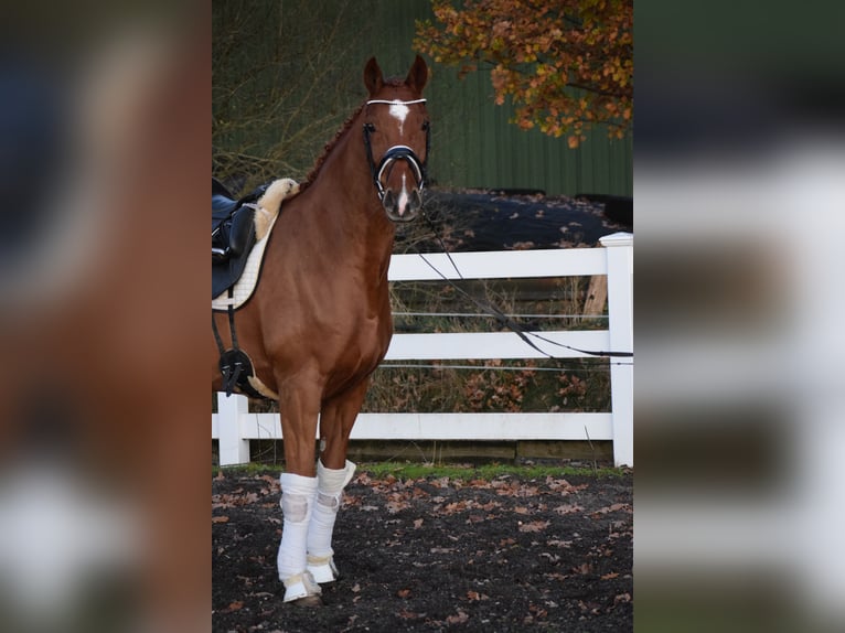 Holstein Mare 7 years 16,1 hh Chestnut-Red in D&#xE4;tgen