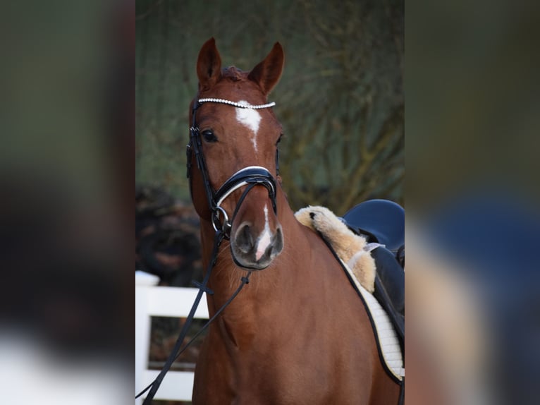 Holstein Mare 7 years 16,1 hh Chestnut-Red in D&#xE4;tgen