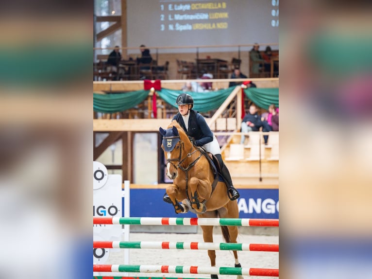 Holstein Mare 7 years 16,1 hh Chestnut-Red in Balkasodis, Alytus region