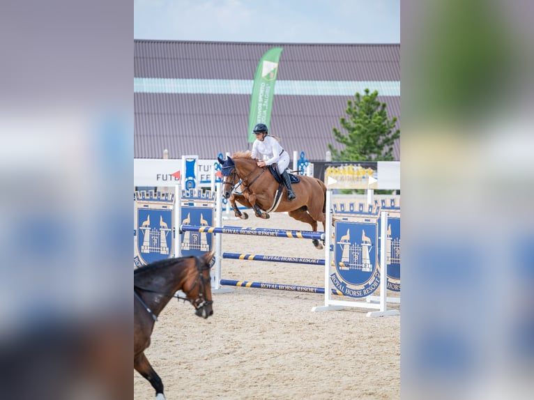 Holstein Mare 7 years 16,1 hh Chestnut-Red in Balkasodis, Alytus region