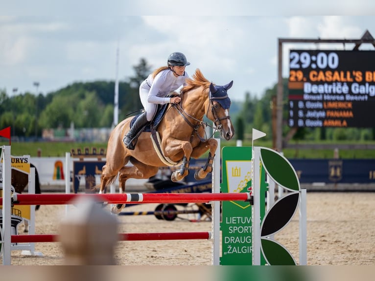 Holstein Mare 7 years 16,1 hh Chestnut-Red in Balkasodis, Alytus region