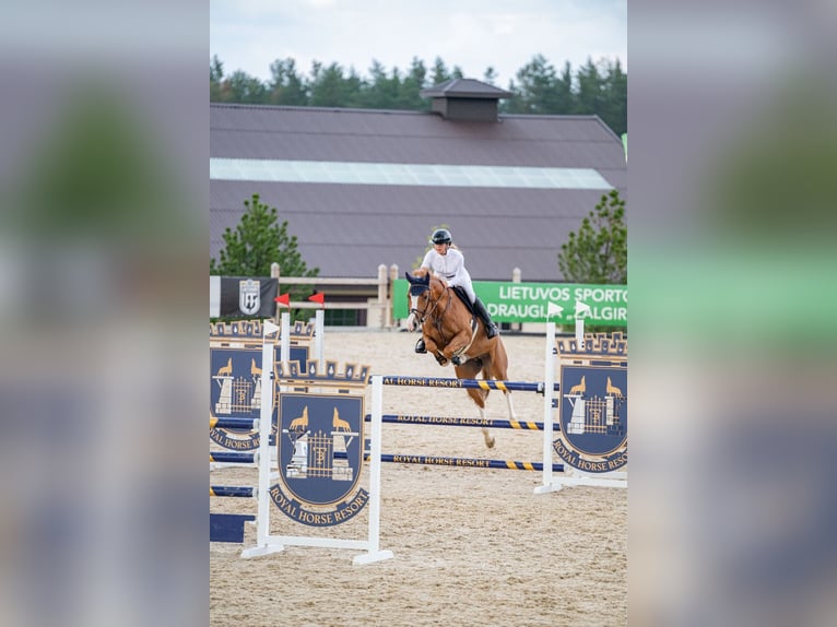 Holstein Mare 7 years 16,1 hh Chestnut-Red in Balkasodis, Alytus region
