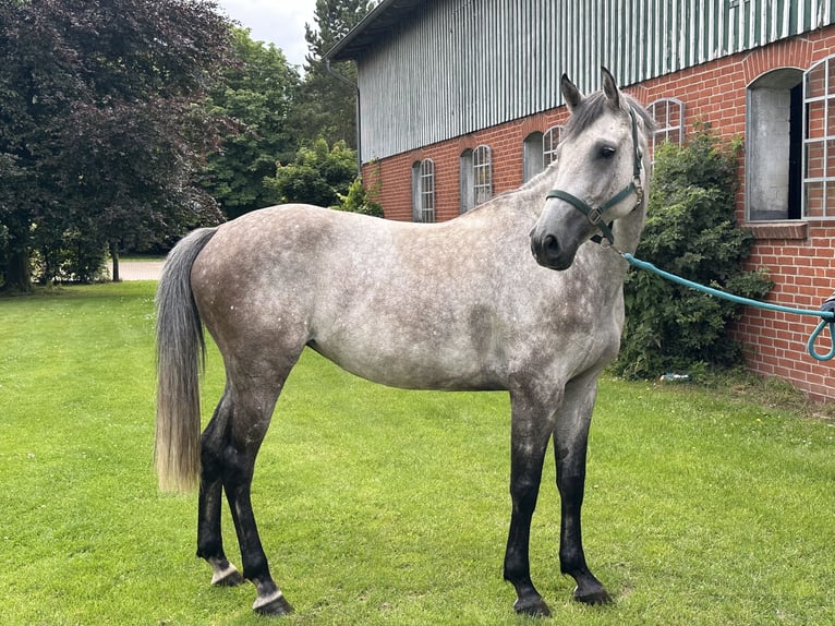 Holstein Mare 7 years 16,1 hh Grey in L&#xFC;beck